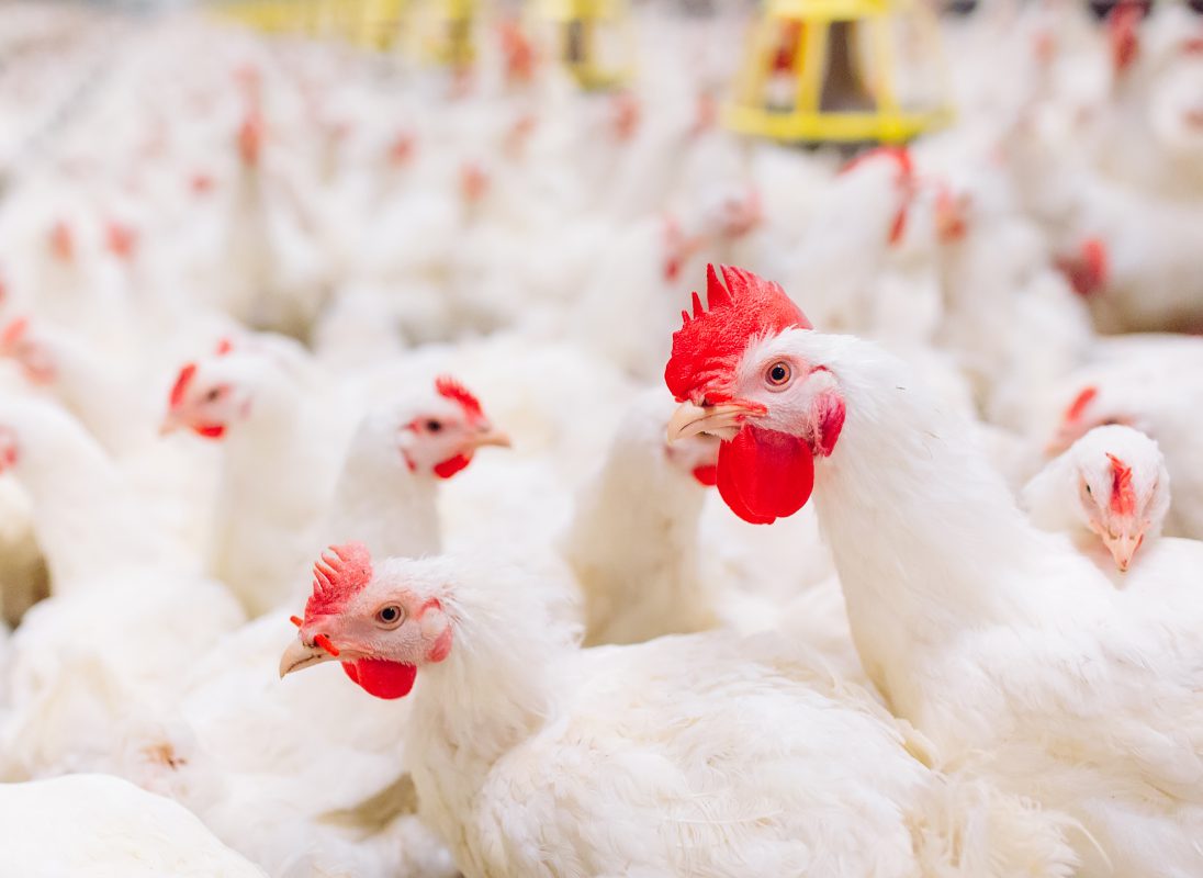 Gestão financeira avícola: como manter o controle dos custos e da produtividade