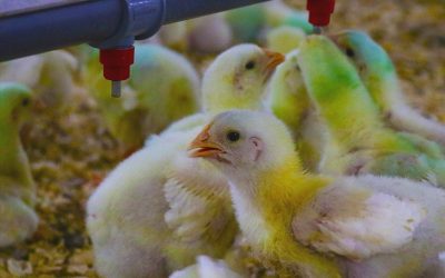 Produtores melhoram Manejo na Avicultura de Corte utilizando Sensores de Ambiência | Avicultura Digital