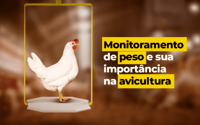 Produtores de frango de corte pesam os animais com balanças automáticas no Oeste do Paraná