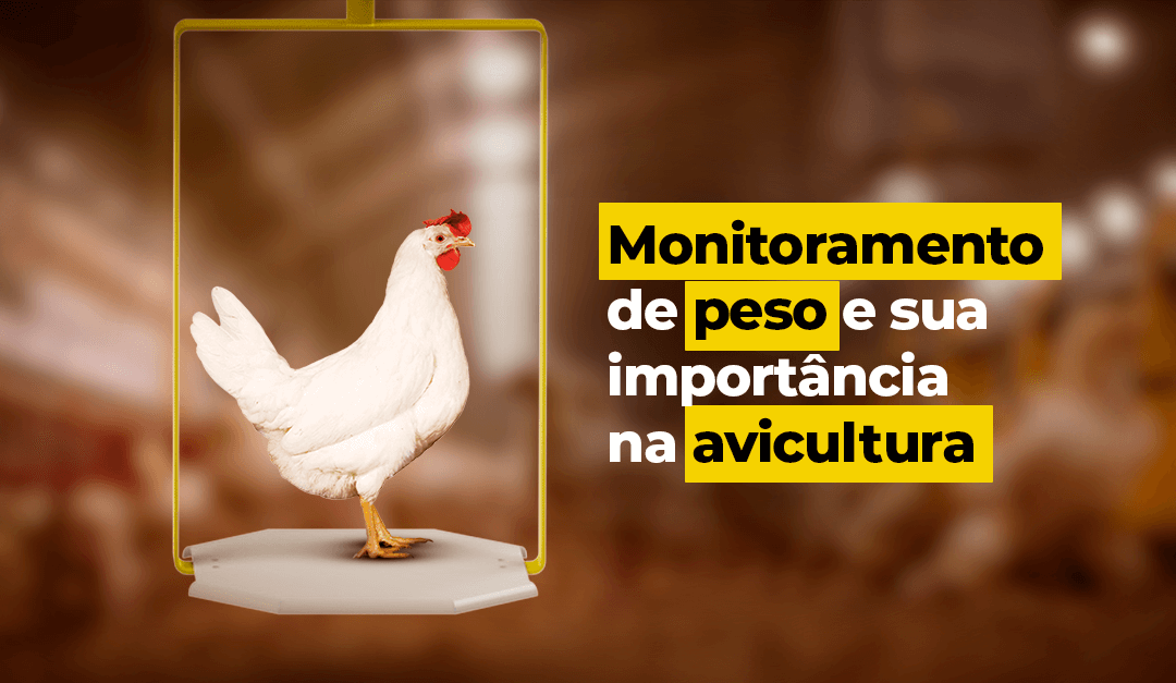 Monitoramento de peso e sua importância na avicultura