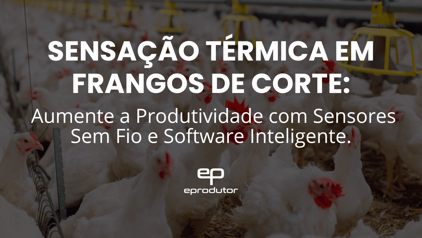 Sensação Térmica em Frangos de Corte: Aumente a Produtividade com Sensores Sem Fio e Software Inteligente